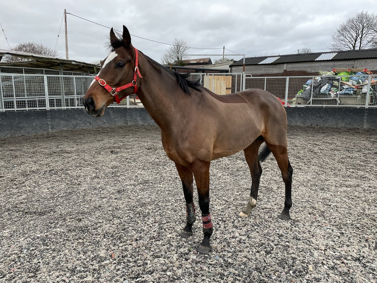 Dialadistance's tweet photo. Keeper chris running tomorrow @WetherbyRaces  in the 4:17 novice handicap hurdle under @e17wds https://t.co/aGfa4HsAF7