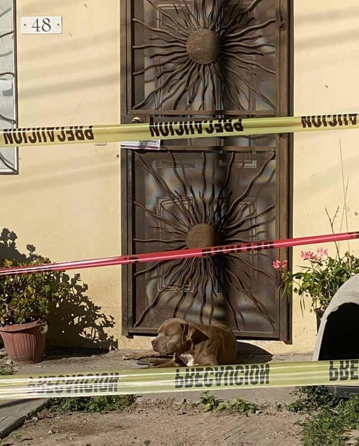 prensaanimal4's tweet photo. #Enterate #EnRedSocial
@TenochLopez compartió
Una foto muy triste: el “Chato”, el perro de Lourdes Maldonado, espera a la periodista a la puerta de su casa en Tijuana, justo donde fue asesinada este domingo 23 de enero. Foto: @moralesyo
#consulta https://t.co/TWDrylI9ur https://t.co/EfEnNsBnwV