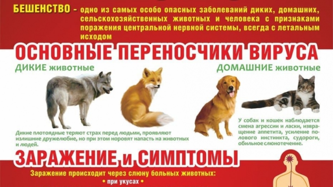 При лабораторном исследовании патологического материал от кошки, доставленного из пос. Михайловский Куйбышевского района Калужской области, установлено заболевание - бешенство 
Подробнее =>vk.com/club192849194?…