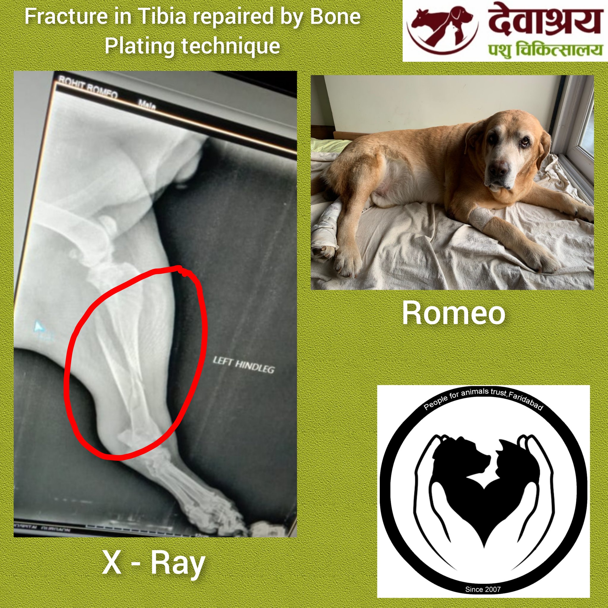 People For Animals Trust Faridabad on Twitter: People For Animals Trust Faridabad on Twitter: