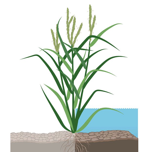 JIPB (@jipbio) on Twitter photo Wild relatives of staple #crops like #rice, #maize, #wheat, and #barley have traits that allow them to thrive in a range of environments. Toulotte et al. <a href="/UniUtrecht/">Utrecht University</a> examine the potential of these traits to lessen yield losses. doi.org/10.1111/jipb.1… #ClimateEmergency #PlantSci Wild relatives of staple #crops like #rice, #maize, #wheat, and #barley have traits that allow them to thrive in a range of environments. Toulotte et al. <a href="/UniUtrecht/">Utrecht University</a> examine the potential of these traits to lessen yield losses. doi.org/10.1111/jipb.1… #ClimateEmergency #PlantSci