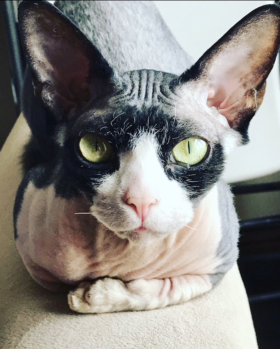 CollardMa's tweet image. Yep, sure did pick up an NFT from @nudiecommunity to match my real life nudie 😉. She wants in on the hype too. #georgiapeach 🍑 #nakedcats #bambinosphinx #besties #NFTCommunity