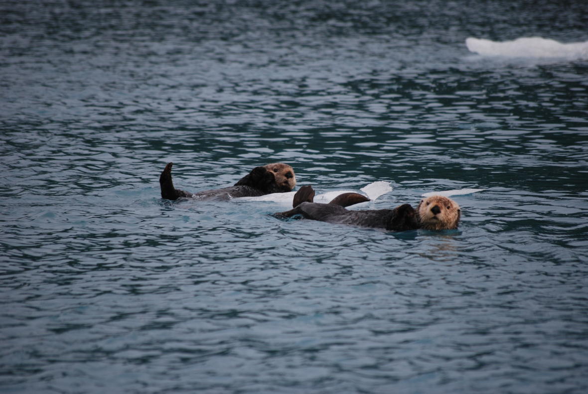 USGS Alaska tweet media