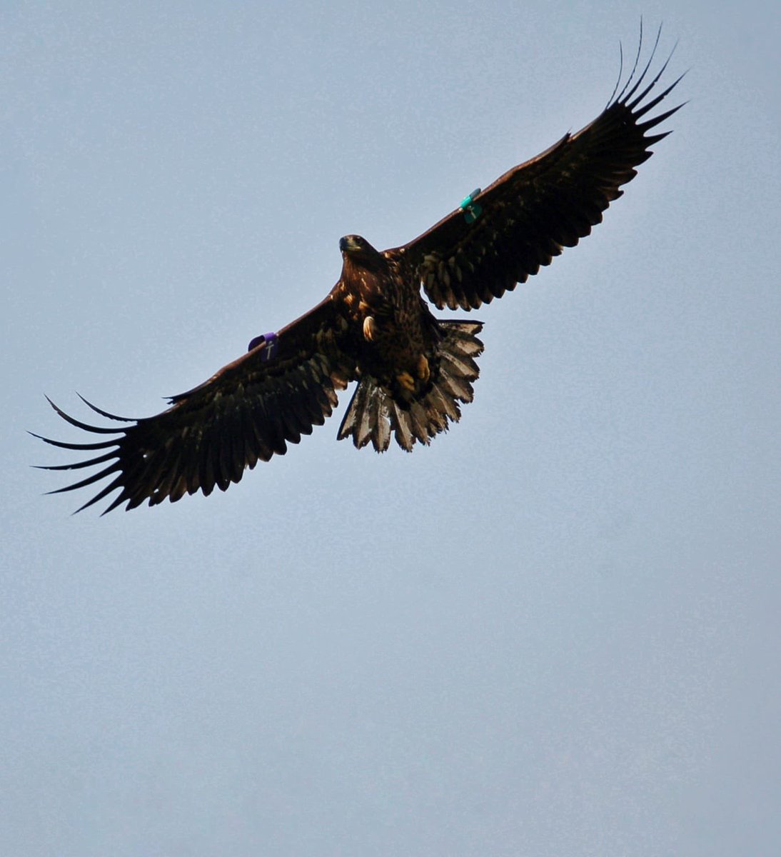 I released this magnificent White Tailed Sea Eagle in Killarney back in 2021, as part of a reintroduction programme. Today, this photo was taken of it out in the wild, many miles away in another province.

📸 Padraig Comerford, @npwsBioData 

#photooftheday