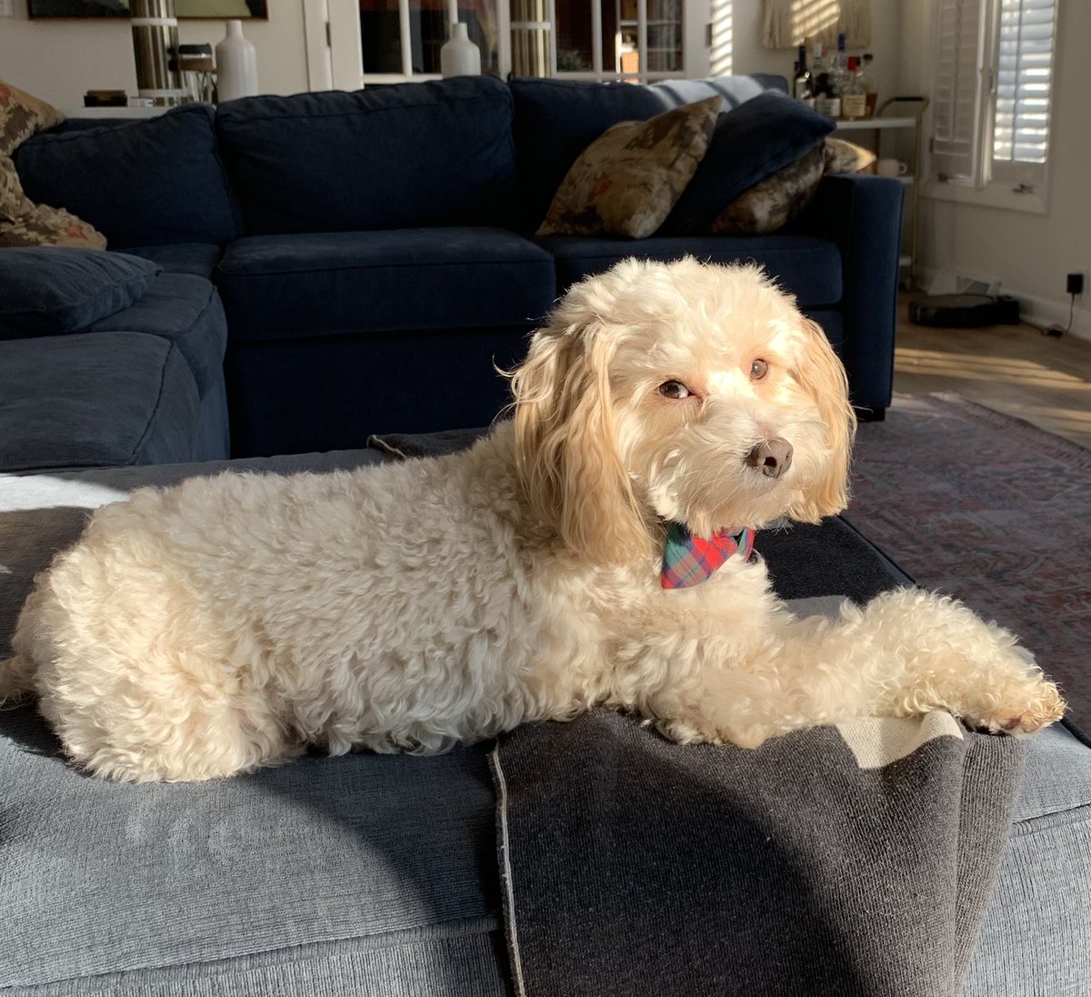 ColinShort's tweet image. morning haiku 

house of hardwood floors
you always puke on the rug
why do you hate me