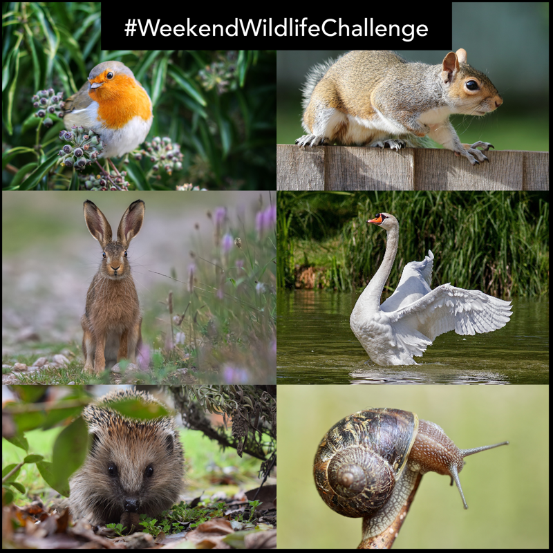 wildlifeaid's tweet photo. We absolutely loved seeing all of your awesome wildlife pictures last week and we'd love to see more today, for this week's #weekendwildlifechallenge!
Post your picture in the comments below, to show us your wildlife encounters. π
#wildlife
#wildlifephotography
#photooftheday https://t.co/LSgi8xMW40