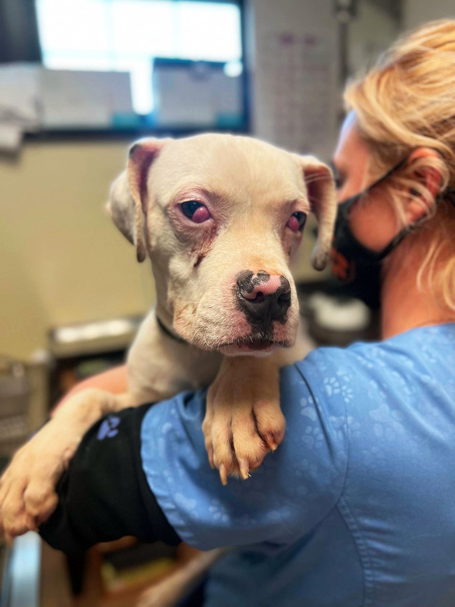 Cherry Soda came to <a href="/kyhumane/">KY Humane Society</a> in need of our help! This 6-month-old American Bulldog mix pup has bilateral cherry eye which is causing him discomfort &amp; making it difficult for him to see. Tomorrow he will have surgery to fix his eyes! Wish him luck! kyhumane.org/donate