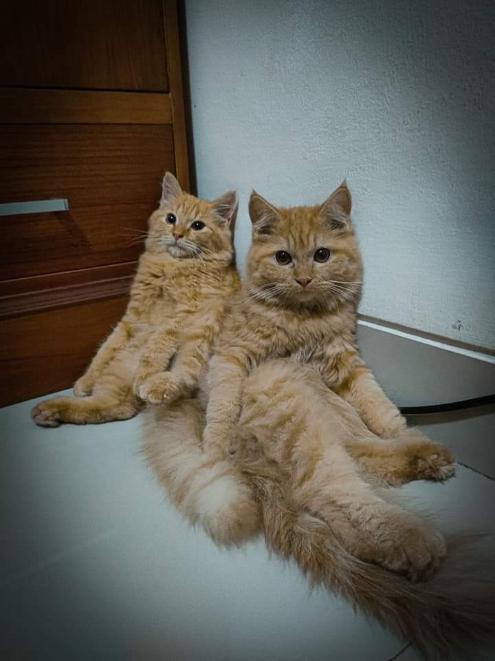 Pets 🐈🐕‍🦺🐇🐦 Fess tweet media