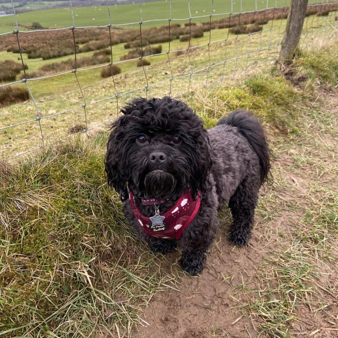Sulley the Shihpoo enjoying his Sunday afternoon walk in Rivington 😊

#WalkYourDogMonth #WellbeingWednesday #NCAFamily
