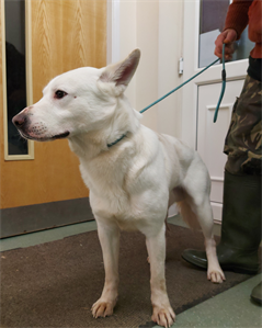 The_Animal_Team's tweet photo. #StrayDog #found 22/1/22. in #Winsford #Cheshire. Male #LabradorX. Rehoming date 31/1/22 if not claimed. https://t.co/Z8AeMc6gKy #dogsoftwitter #FoundDog #dogs https://t.co/t7tSbq4iGF