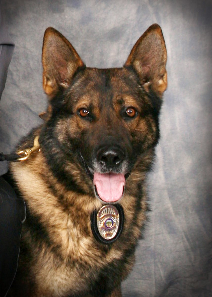 The City recognized the distinguished service of K9 Mack at City Council last night. Mack served Loveland for over 6 years,  won several national competitions, and participated in over 200 deployments. We wish you the best in retirement! 

loom.ly/7goFSso