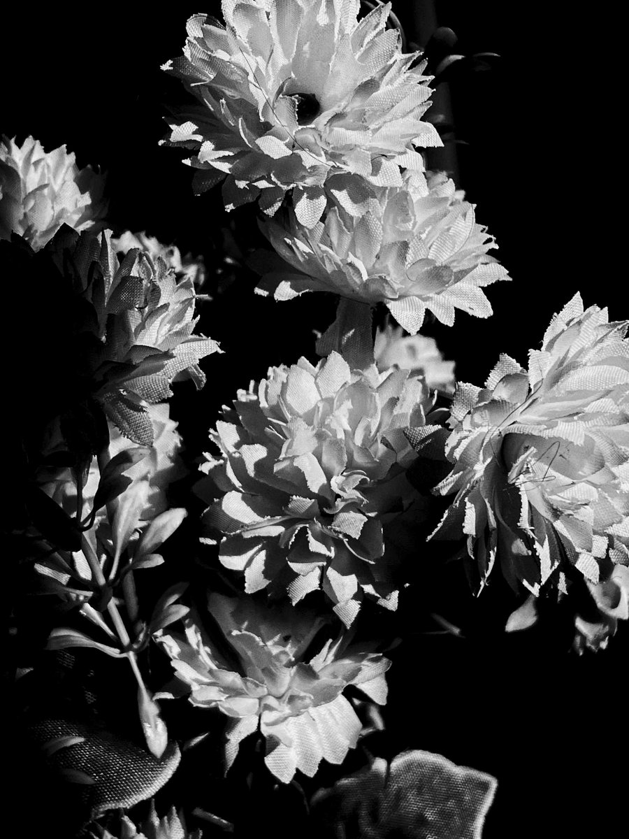 rahulnathsr.com/home/off-the-d…

Shot some images of objects/beings in the immediate vicinity of my workstation at home. 

What started off as an offhand image or two has  made itself into a full set over time; a silver lining of familiarity amidst this pandemic gloom.