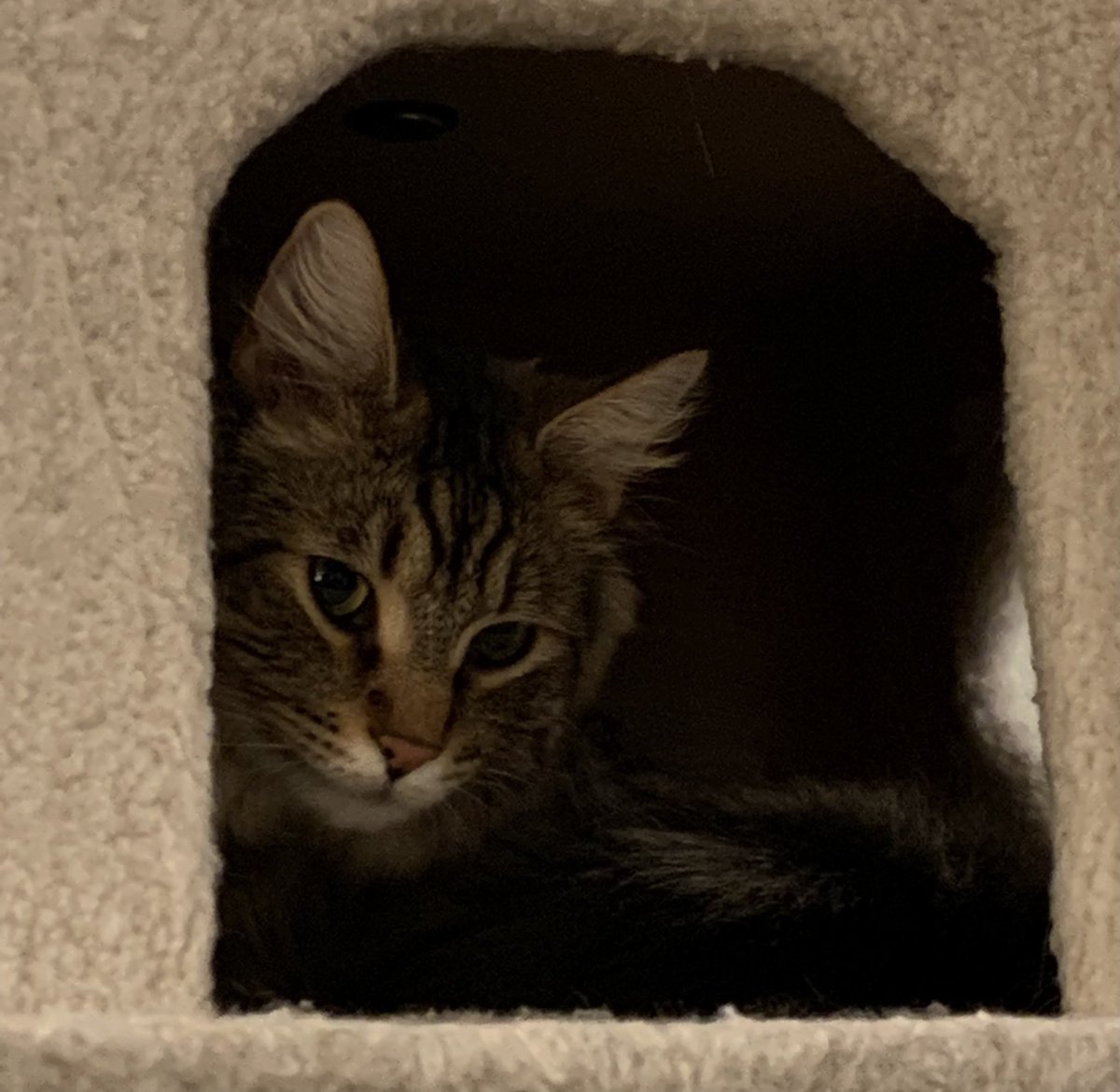 KittyOfTD's tweet photo. Today's kitty of the day is Meatball!

He's shy but can warm up quickly!

#CatsOfTwitter #CatOTD https://t.co/4T0Xr0KFq0