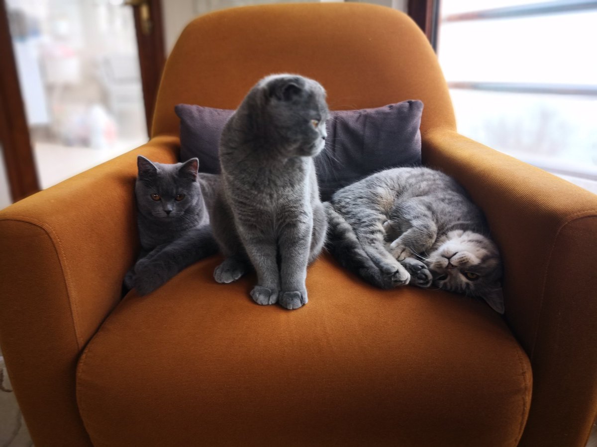 Kedilerin varsa başka ne lazım...