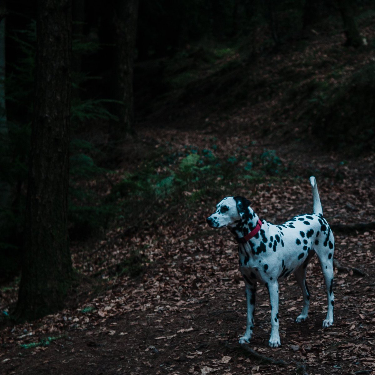 DesignProcess's tweet image. #leica M8.2 &amp;amp; 40mm Rokkor