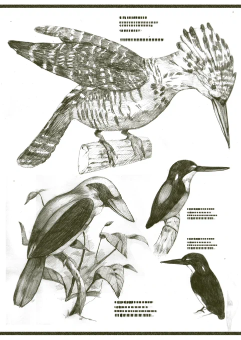 学生時代に制作物に使うために書いたものを発掘したので。鳥は鉛筆で描いたものを取り込んで加工してます。 