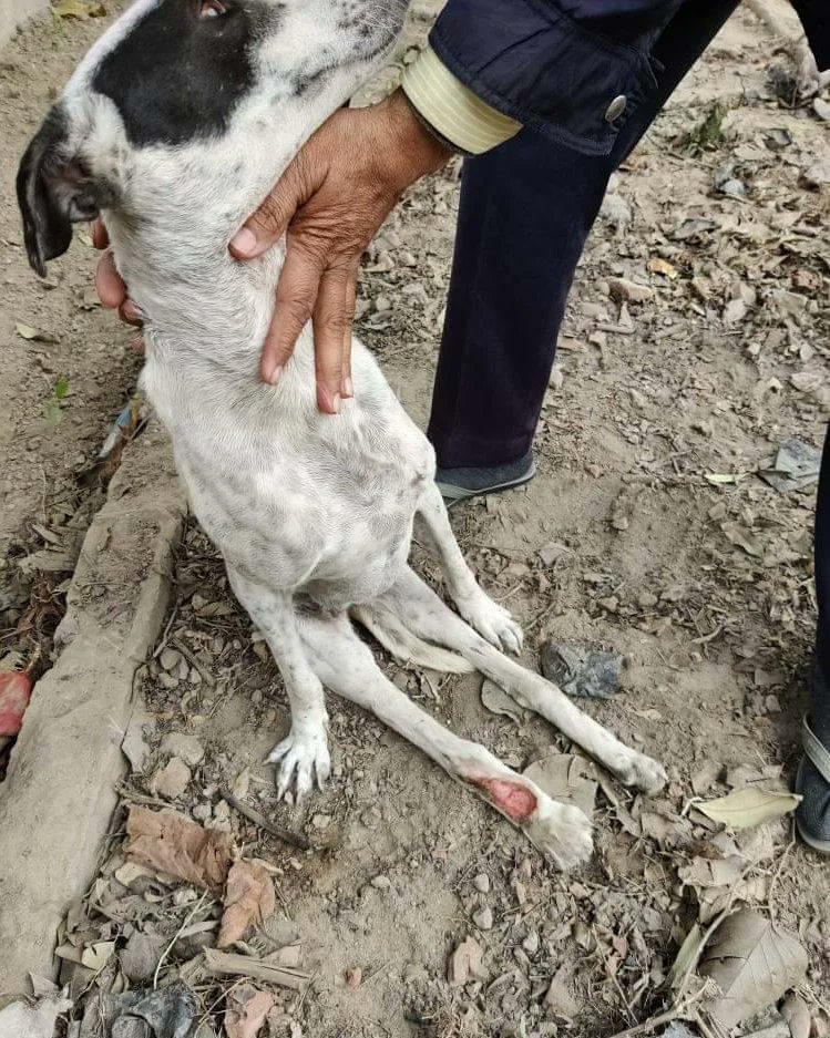 YuvaYoddha's tweet photo. This dog met with a road accident and injured its right limb. It is to avoid such incidents that we started this campaign to tie reflective collars from @pawsitivity around the necks of stray dogs. The reflective tape shines brightly when a vehicle's headlight falls on it. https://t.co/aYZqDBGGMu