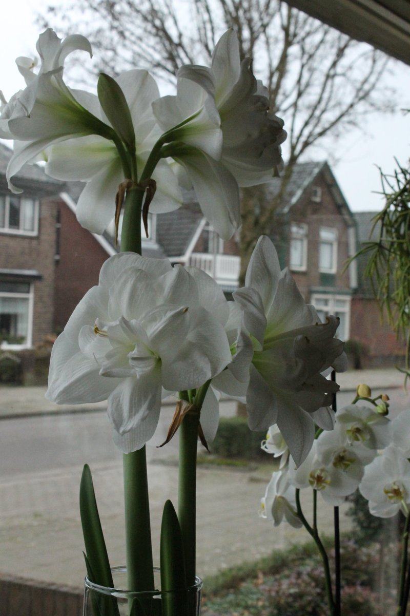 JiscaDijk's tweet photo. #Amaryllis #Fluwel #Akiko
Volgend jaar zeker weer een amarillisbol van Fluwel:
2 stelen, 5 bloemen met een doorsnee van 17! centimeter.
Dat is binnen genieten 😊 https://t.co/f1xnNaUnvz