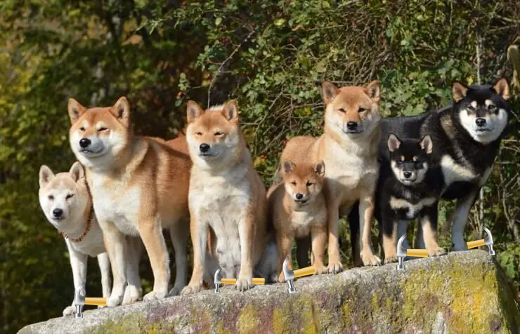 Trust Wallet tweet media