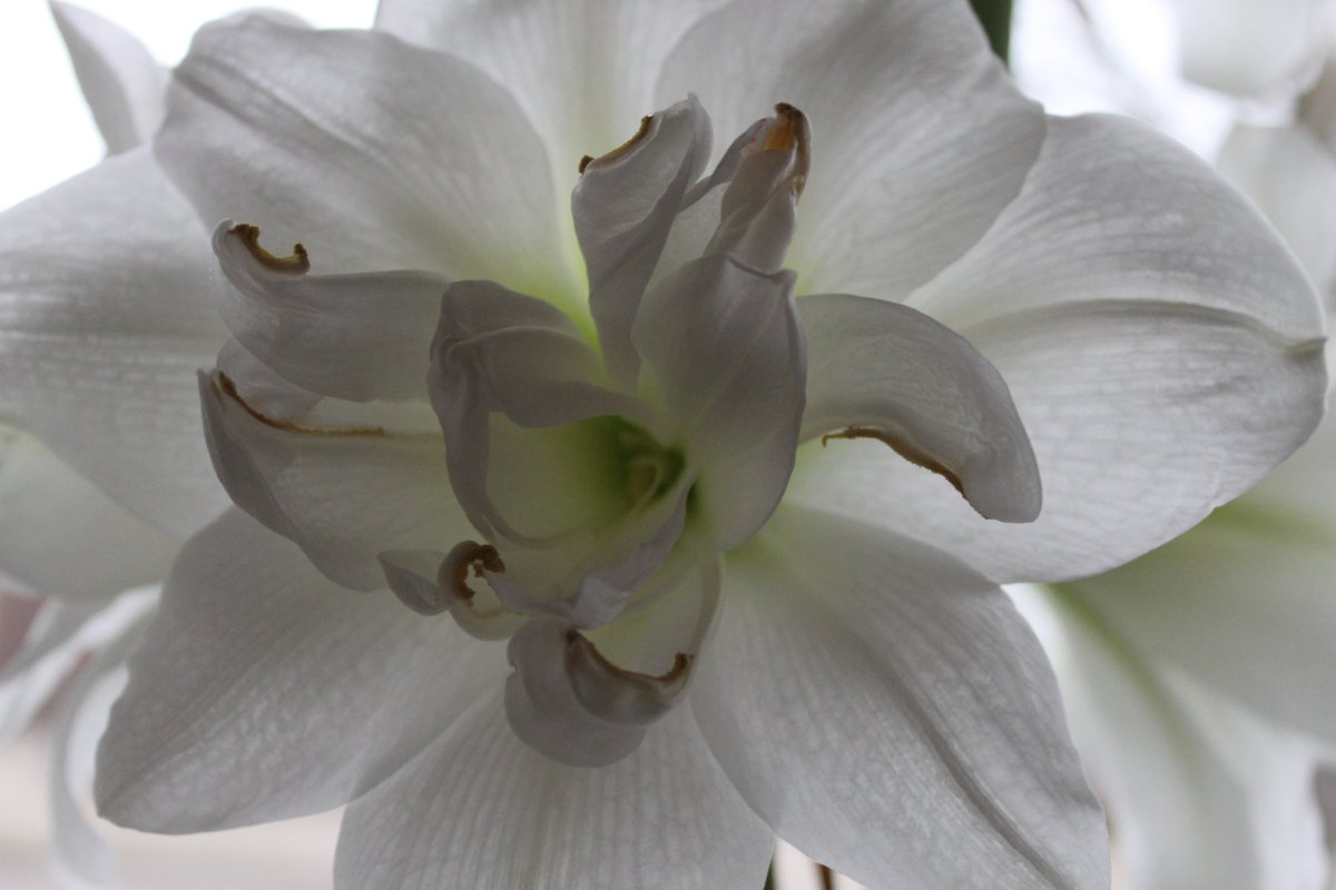 JiscaDijk's tweet photo. #Amaryllis #Fluwel #Akiko
Volgend jaar zeker weer een amarillisbol van Fluwel:
2 stelen, 5 bloemen met een doorsnee van 17! centimeter.
Dat is binnen genieten 😊 https://t.co/f1xnNaUnvz