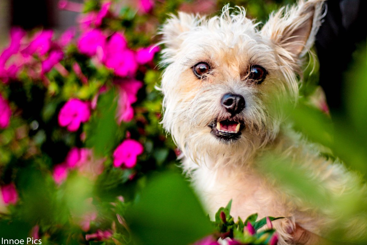 PicsInnoe's tweet photo. Our recent dog shoot we did😊😊❤️#DogPhotoshoot #doglovers #DogPhotography @dog_rates  @dog_feelings  #photography https://t.co/NksRTG0FZn