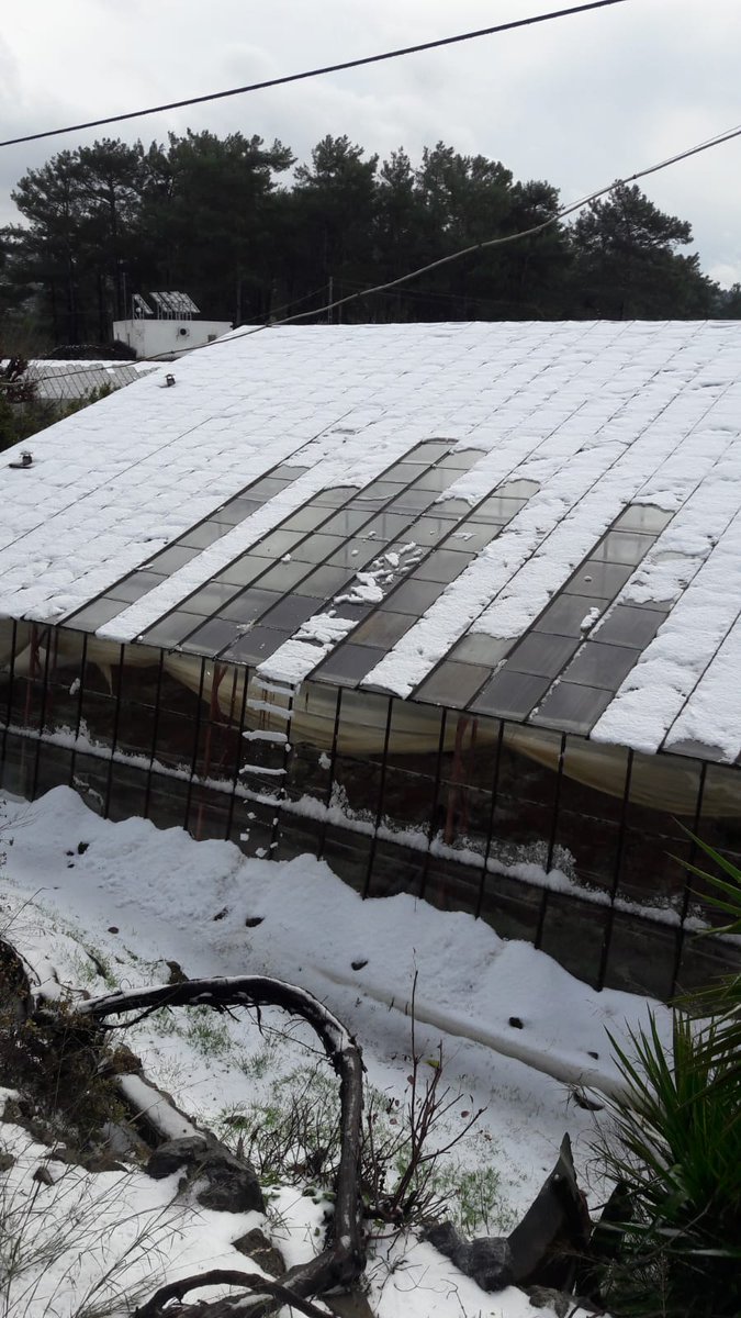 Öncelikle yaş sebzenin başkenti Gazipaşa/Antalya'dan selamlar. Seralarda son durum bu. Sebze pahalı olabilir, hatta hiç bulunamayabilir.