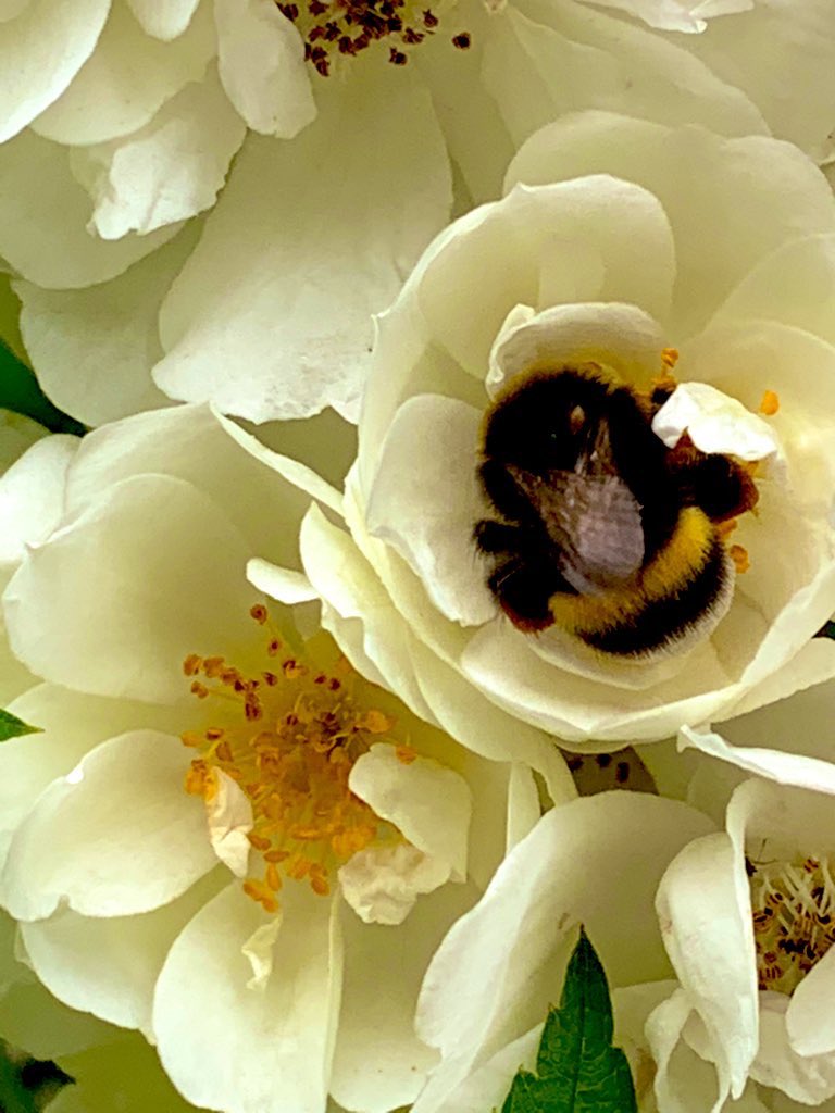 Rachael67947693's tweet photo. Possibly my favorite bee photograph. Hope your having a lovely afternoon. #Flowers #nature #bees #garden https://t.co/9O4nDpHLq1