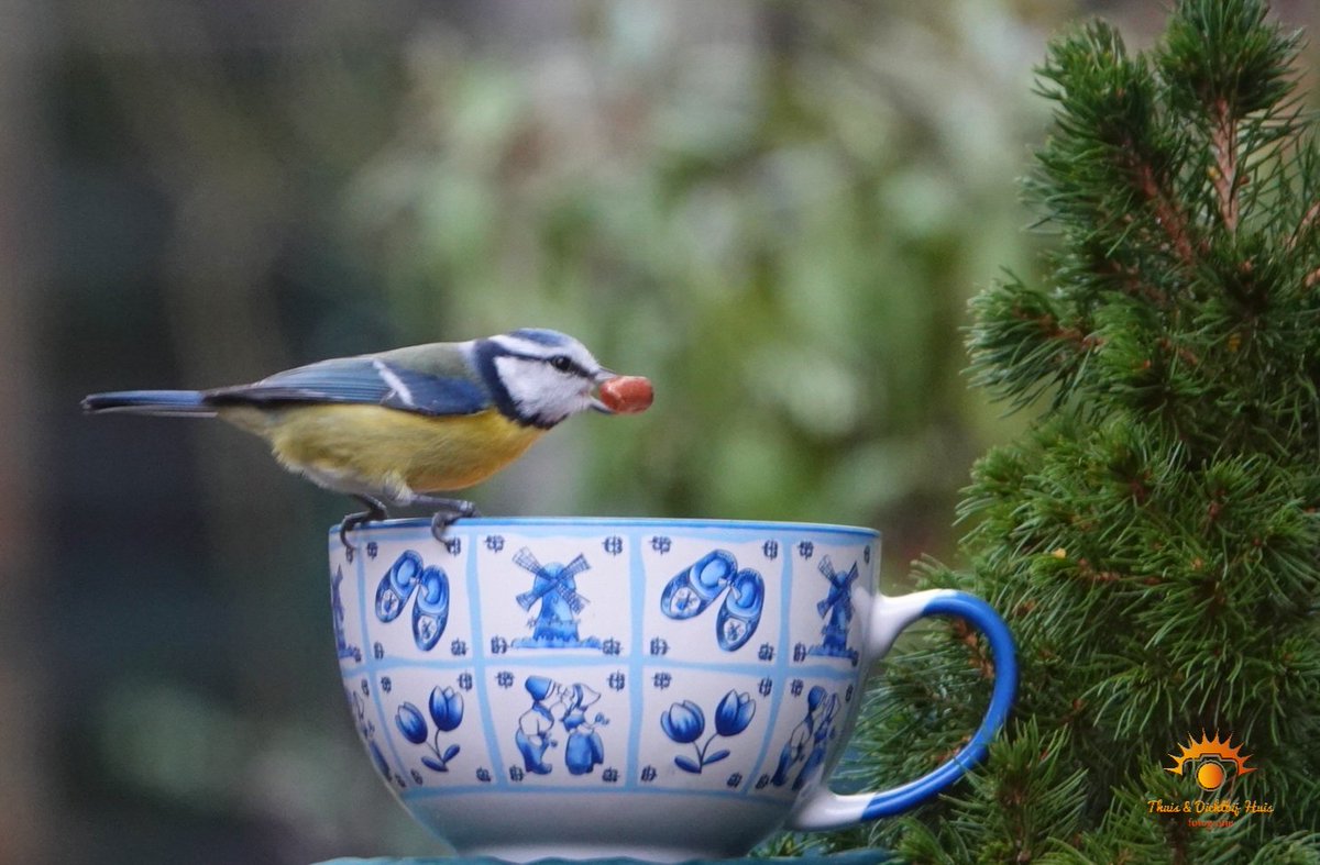 Op deze sombere Hollandse grijze dag toch nog wat kleur! Deze foto heb ik vanmiddag gemaakt. Pimpelmeesje kwam even wat lekkers halen.
#vogelparadijs #vogelbescherming #buienradar #daspasgrunnen #Roodeschool #pimpelmees #rtvnoord