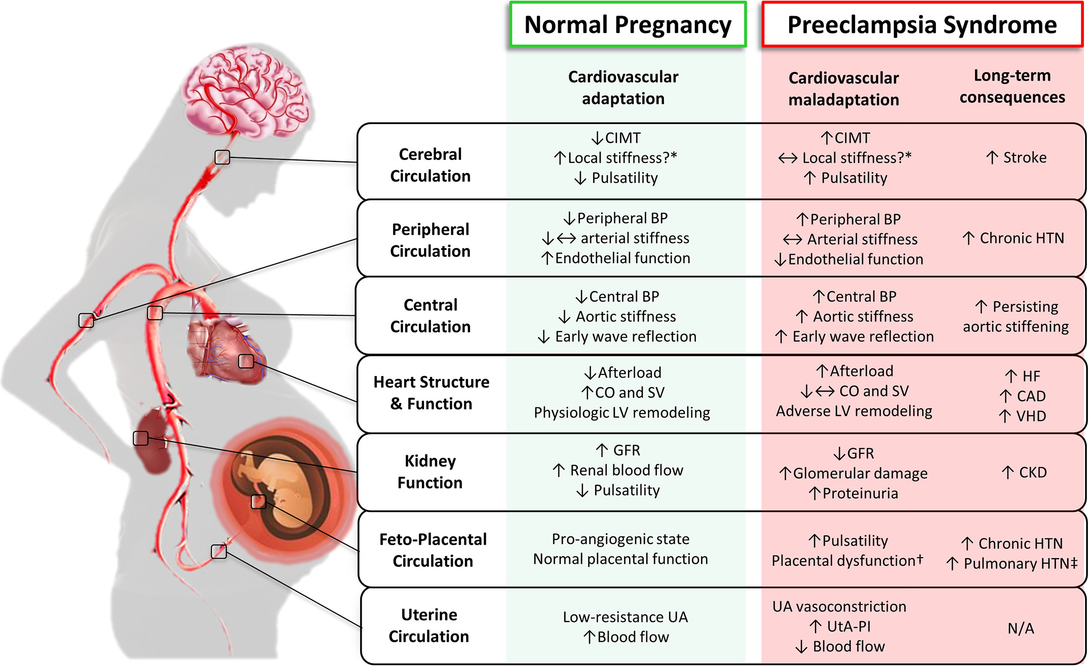 Preeclampsia dieta