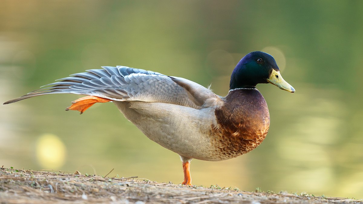 LightInDisWorld's tweet photo. kicking duck!
#SonyAlpha #lightinthisworld #nature #NaturePhotography https://t.co/pujTmTx5de