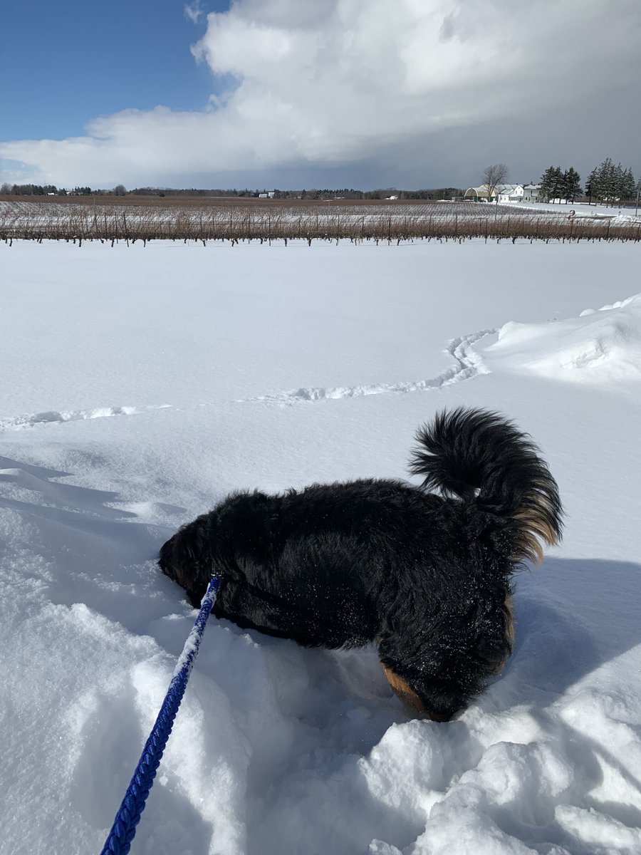 SueAnnStaff's tweet photo. As far as Brix is concerned, winter is the best season of all. #winerydog #brixpix #snowsmellsgood https://t.co/fjhvdwkw8h