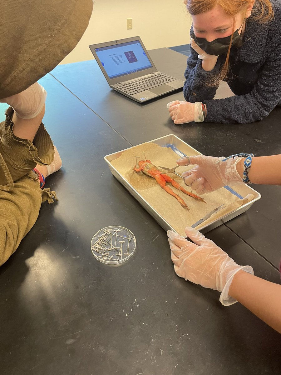 ehmyrick's tweet photo. Iβve felt like an actual biology teacher! My first #frogdissection with students #honorsbio @NewKentStrong https://t.co/pvhMwXPa1Q