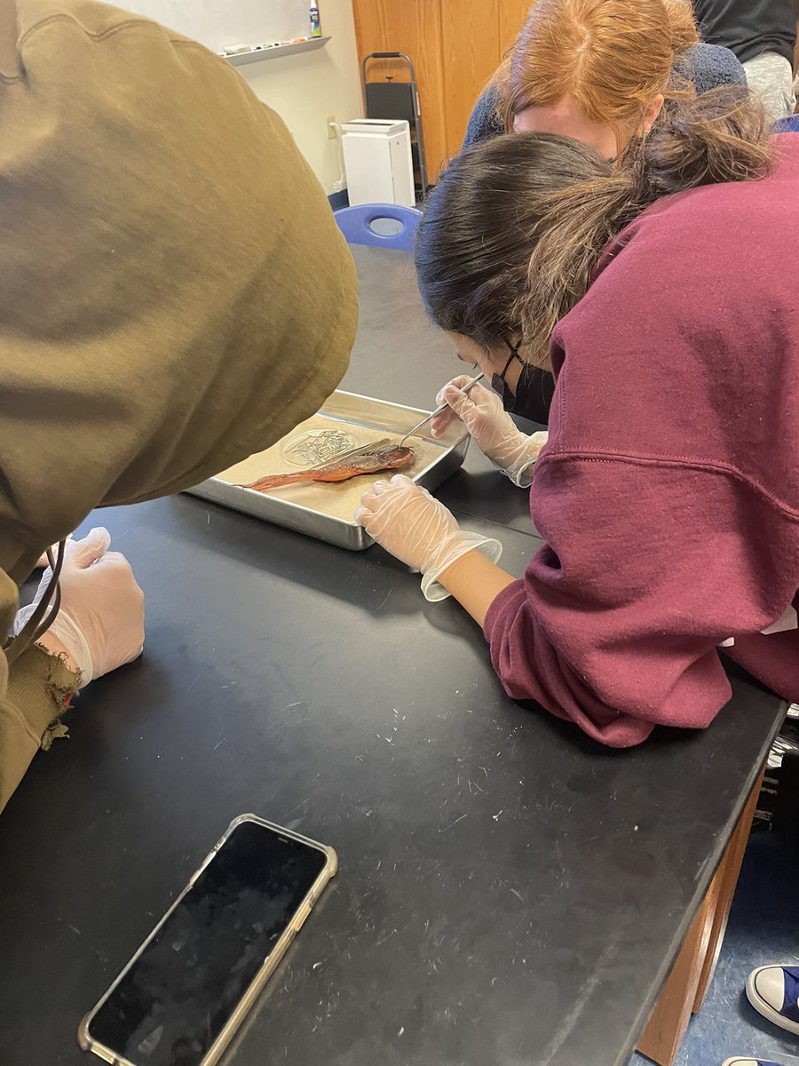 ehmyrick's tweet photo. Iβve felt like an actual biology teacher! My first #frogdissection with students #honorsbio @NewKentStrong https://t.co/pvhMwXPa1Q