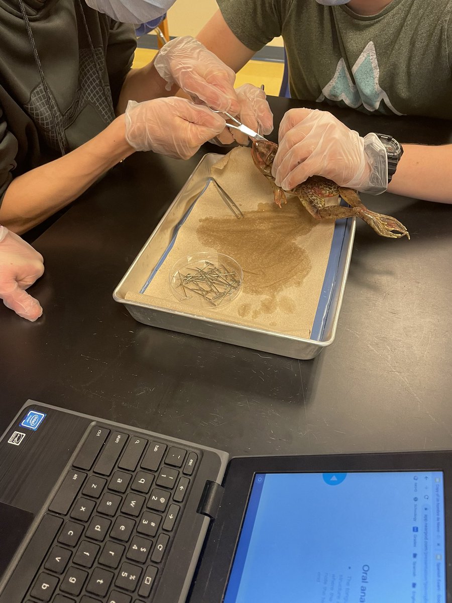 ehmyrick's tweet photo. Iβve felt like an actual biology teacher! My first #frogdissection with students #honorsbio @NewKentStrong https://t.co/pvhMwXPa1Q
