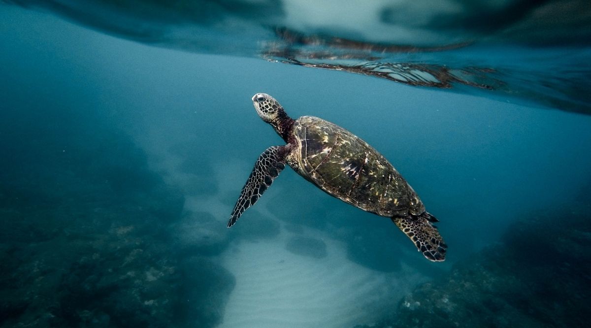 2021 Maui Sea Turtle Report - mailchi.mp/3021223fab9e/2…
#seaturtle #honu #maui #hawaii