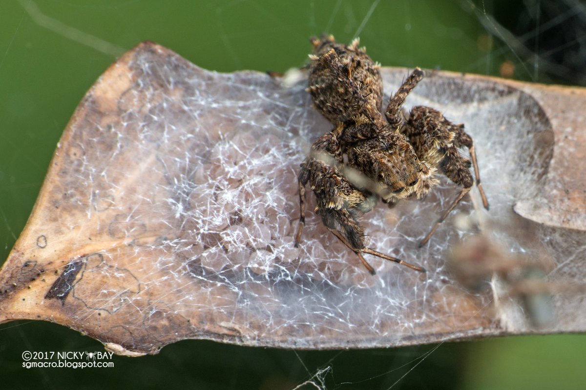 singaporemacro's tweet photo. Here are some jumping spider eggs from Singapore.
Viciria, Parabathippus, Portia, Epeus https://t.co/3qnnHtjkt8