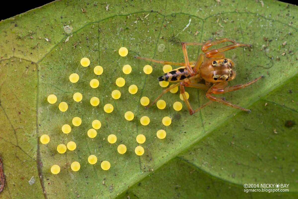 singaporemacro's tweet photo. Here are some jumping spider eggs from Singapore.
Viciria, Parabathippus, Portia, Epeus https://t.co/3qnnHtjkt8