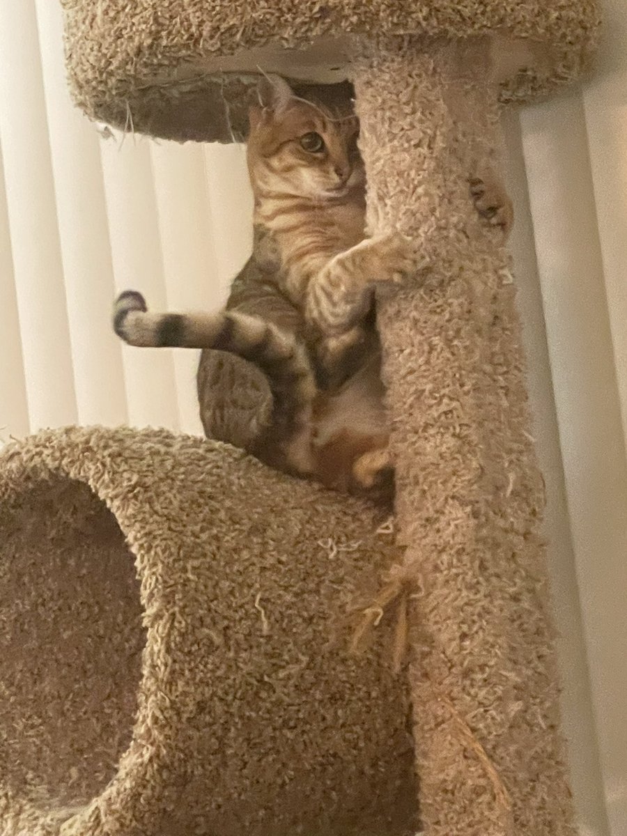 @KevinScampi Indy has taken up pole dancing to earn more catnip treats #icanstopanytime