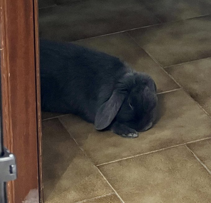 Slow down your scrolling! Gandalf the grey is asleep. Try not to wake him up. https://t.co/LWSF3w788