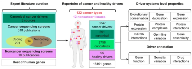 Genome Biology (@genomebiology) on Twitter photo Dressler, Bortolomeazzi,<a href="/RedaKeddar/">Reda</a>, Misetic, Sartini, <a href="/AmeAchaSag/">Amelia Acha Sagredo</a>, Montorsi, <a href="/fcicca/">Francesca Ciccarelli</a> & co present the 6th update of the Network of Cancer Genes database. It contains 3355 well-known or predicted cancer drivers, but shows there are still unknown drivers genomebiology.biomedcentral.com/articles/10.11… Dressler, Bortolomeazzi,<a href="/RedaKeddar/">Reda</a>, Misetic, Sartini, <a href="/AmeAchaSag/">Amelia Acha Sagredo</a>, Montorsi, <a href="/fcicca/">Francesca Ciccarelli</a> & co present the 6th update of the Network of Cancer Genes database. It contains 3355 well-known or predicted cancer drivers, but shows there are still unknown drivers genomebiology.biomedcentral.com/articles/10.11…