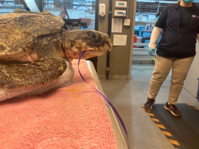 NEAQ's tweet photo. After a particularly complicated surgery, our Animal Care + Rescue &amp; Rehab teams have successfully saved an endangered #SeaTurtle after it ingested a #balloon ribbon!

The turtle will be released back into the ocean over the summer.

Full story: https://t.co/bWSgHXSsFj https://t.co/yx8zc0bCdq