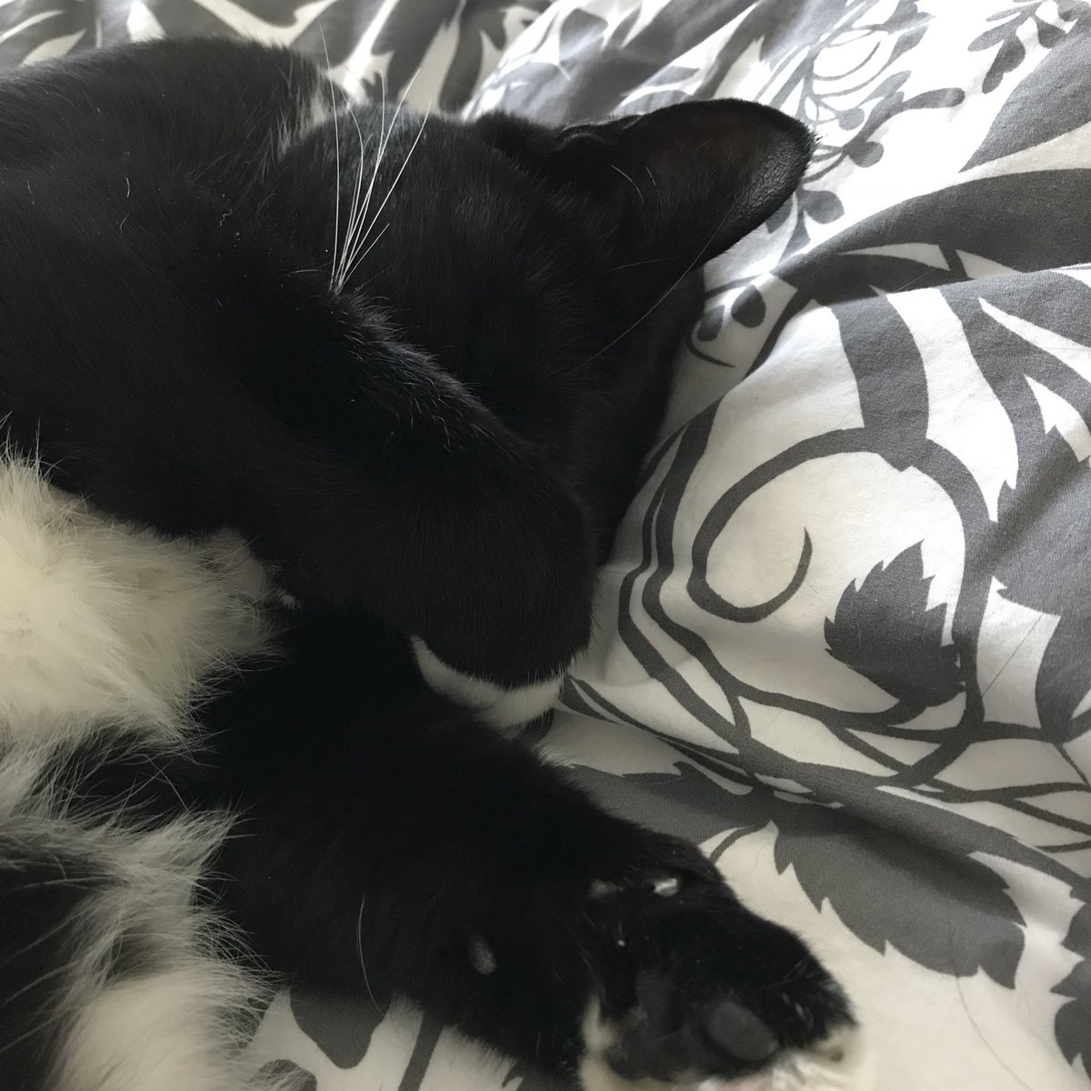 Really? Is it morning already? I could sleep all day! Think I just might.