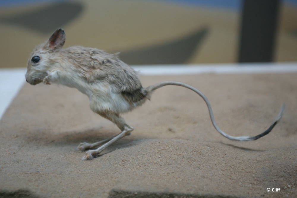 GIRCOR's tweet photo. 🦴🐁 Une étude compare les transcriptomes des cartilages de croissance chez la #souris &amp; la #gerboise pour mieux comprendre
le contrôle génétique sous-jacent  de la croissance du squelette et la malléabilité de la proportion des membres chez les vertébrés

https://t.co/hv0p169HtL https://t.co/VL4TcF75GJ