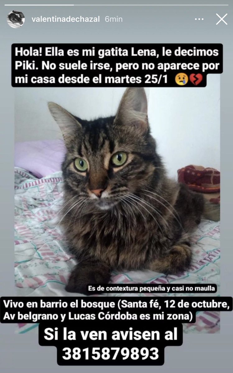 cami_Iturbe's tweet photo. Se perdió la gatita de mi mejor amiga . Pueden difundir por favor 🙏🏼 Tucumán https://t.co/QBwlyPtS9h