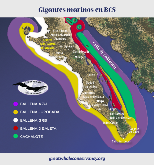#Hilo | BCS: santuario mundial de ballenas

🔹Alberga 9 de las 13 especies del planeta

🔹Hábitat de la ballena azul, el animal más grande de la Tierra

🔹Refugio de la especie más nueva que se ha descubierto, llamada Ballena Picuda de Guadalupe

•Vía <a href="/gwcwhale/">GreatWhaleConservancy</a>
#MaresDeMéxico↓