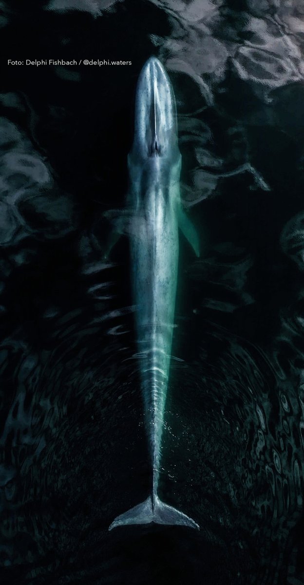 betadiversidad's tweet photo. #Hilo | BCS: santuario mundial de ballenas

🔹Alberga 9 de las 13 especies del planeta

🔹Hábitat de la ballena azul, el animal más grande de la Tierra

🔹Refugio de la especie más nueva que se ha descubierto, llamada Ballena Picuda de Guadalupe

•Vía @gwcwhale
#MaresDeMéxico↓ https://t.co/73DmZ7ETn8