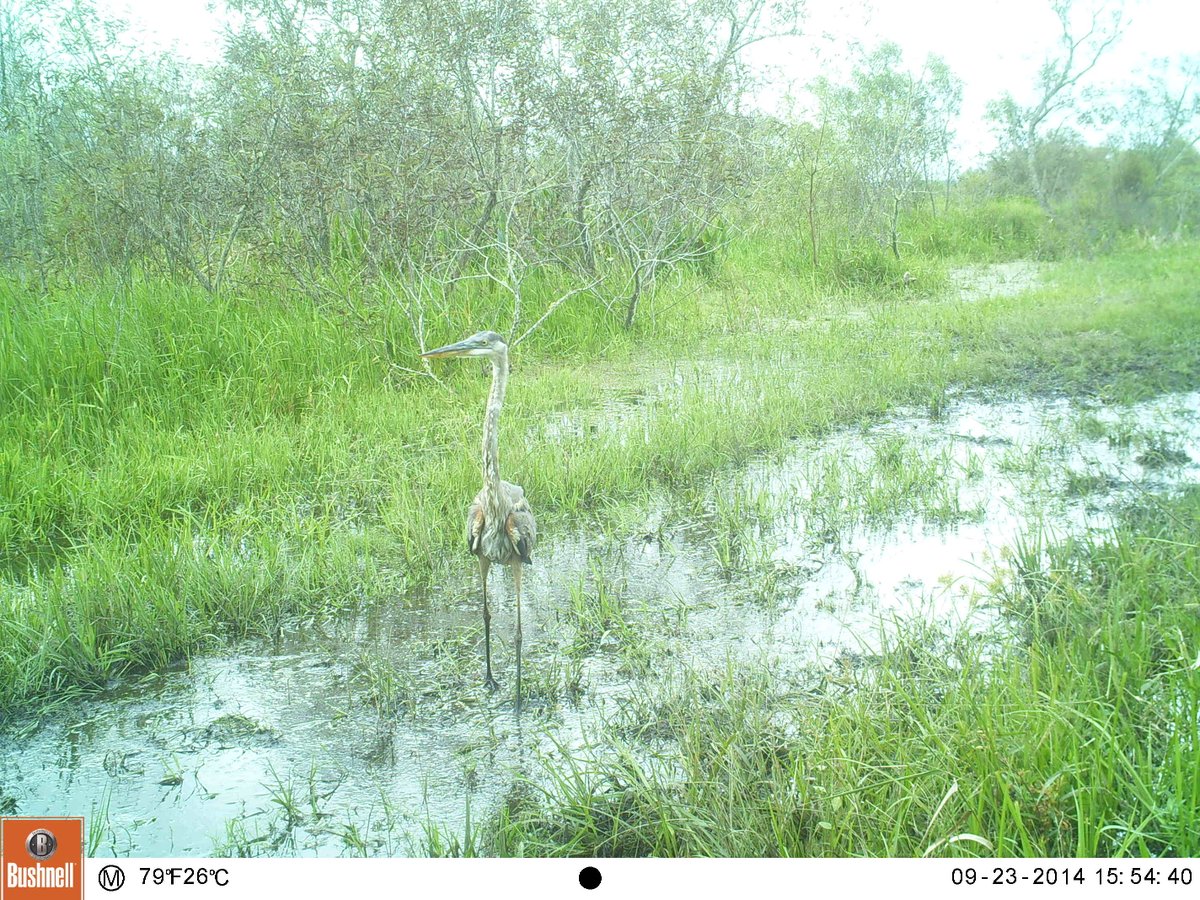mhallett2320's tweet photo. An oldie, but a goodie. Unsuccessful predation attempt by an American #alligator on a great blue #heron caught on #cameratrap at Paynes Prairie Preserve @FLStateParks... Part of @UFWildlife research on #Florida #wildlife corridors... @UF_IFAS @UFatWork
@Bushnell @Trailcampro https://t.co/Qcf896frU9