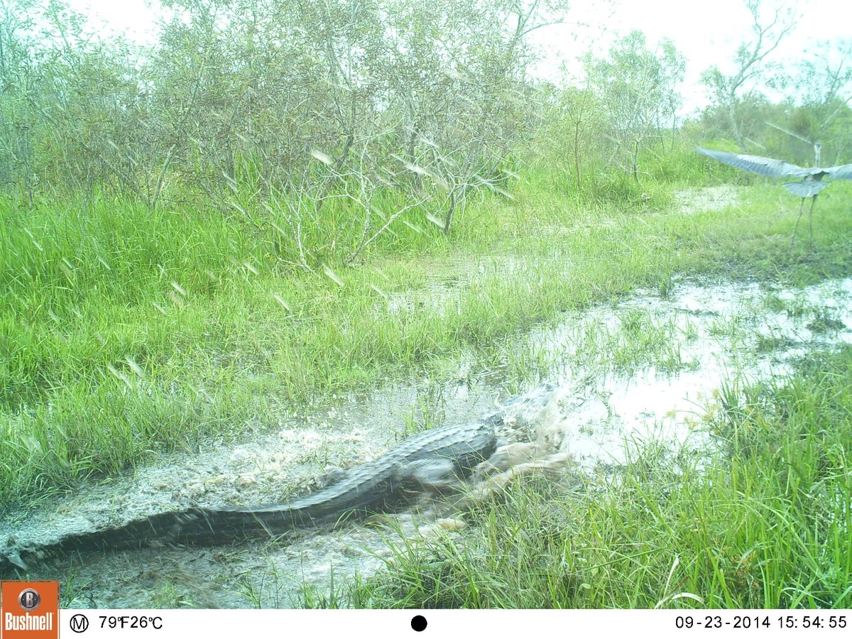 mhallett2320's tweet photo. An oldie, but a goodie. Unsuccessful predation attempt by an American #alligator on a great blue #heron caught on #cameratrap at Paynes Prairie Preserve @FLStateParks... Part of @UFWildlife research on #Florida #wildlife corridors... @UF_IFAS @UFatWork
@Bushnell @Trailcampro https://t.co/Qcf896frU9