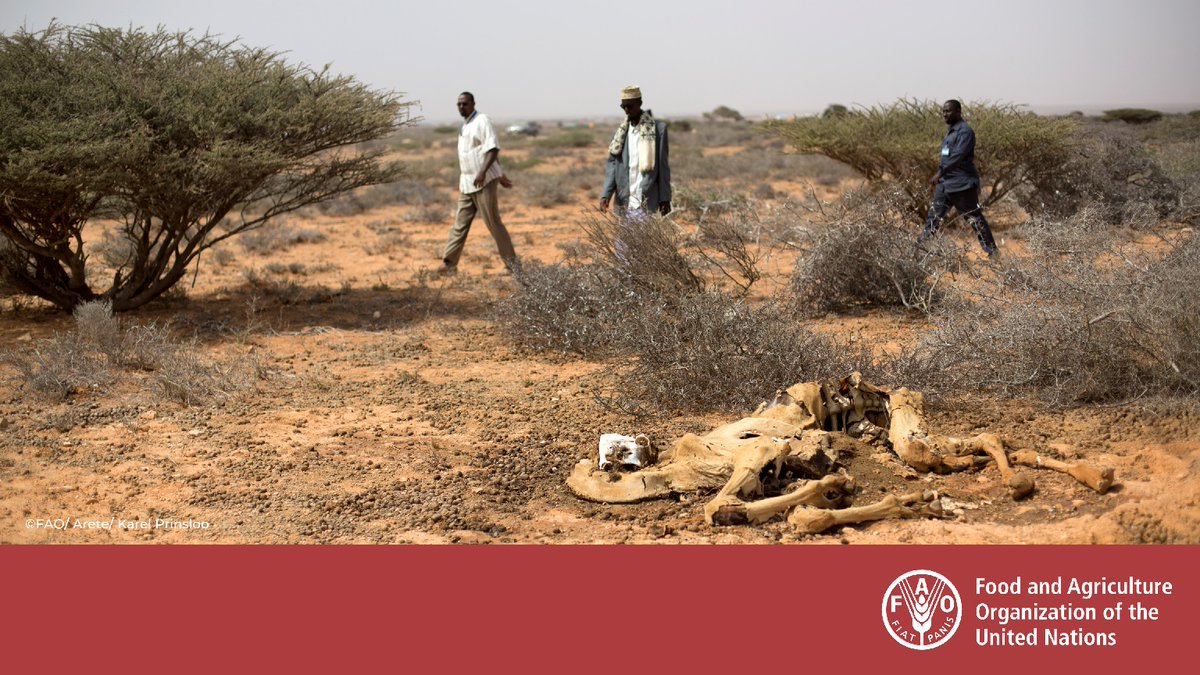 A timely and coordinated response is needed to prevent devastating outcomes and increased humanitarian caseloads in Somalia in 2022. 

FAO is calling for USD 80.4m to save lives and livelihoods as up to 4.5m people will be in crisis (IPC 3-4) by February: bit.ly/3rr6evG