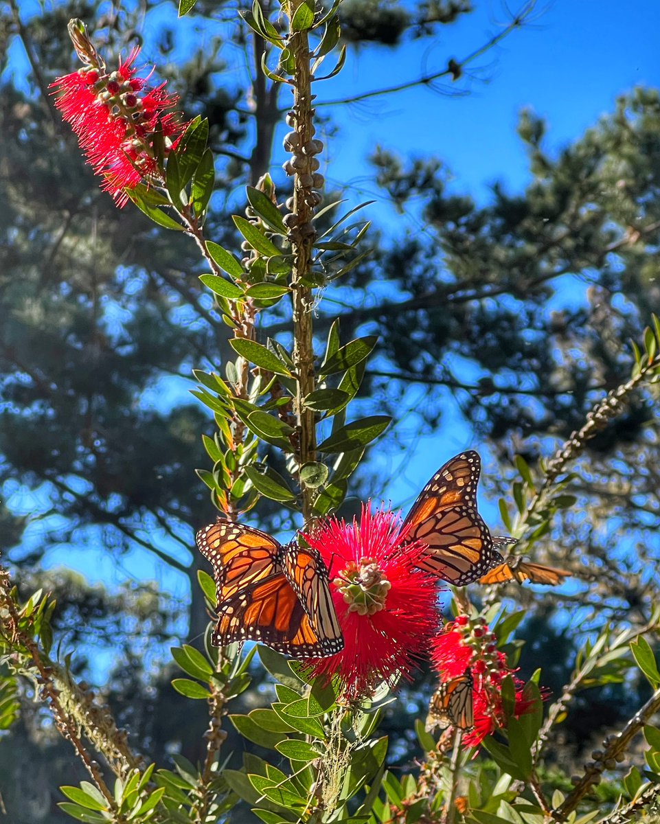 drebmann's tweet image. Sitting at my desk, but mentally I’m still staring at butterflies. Thousands of butterflies. @SeeMonterey @VisitCA
